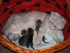понос у новорожденных котят