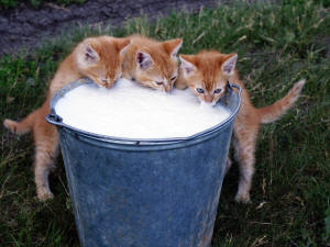 у кошки понос от молока