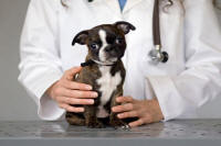 ветеринар для щенка с поносом