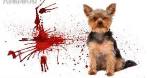 у собаки понос с кровью лечение