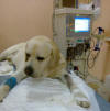 собака лабрадор Вима, применение гемодиализа при лечении острой почечной недостаточности на фоне пироплазмоза