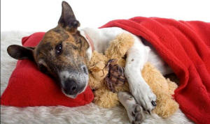 лечение пироплазмоза собак в домашних условиях симптомы и лечение