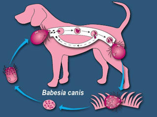 возбудитель пироплазмоза собак - бабезия канис