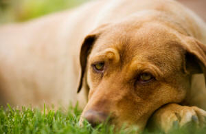 хроническая форма пироплазмоза у собак